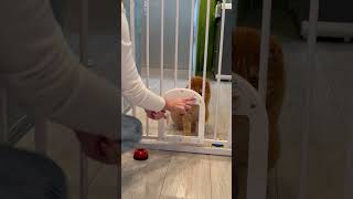 Babelio Upgraded Baby Gate with Cat Door cats cat shorts [upl. by Dikmen]