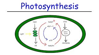 Photosynthesis Light Reactions and the Calvin Cycle [upl. by Liza]