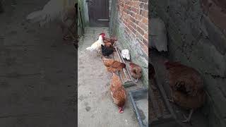 Kury jedzą obiad like subscribe kury kurnik chicken shorts [upl. by Duarte996]