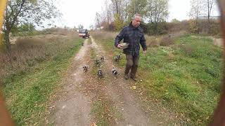 10 BLUETICK COONHOUND PUPPIES running for their breakfast [upl. by Fanestil502]