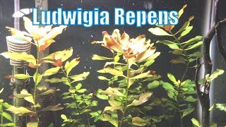 Ludwigia Repens  Beginner Plant [upl. by Clarita]