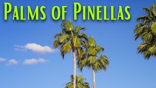 Palms of Pinellas [upl. by Auqinihs805]