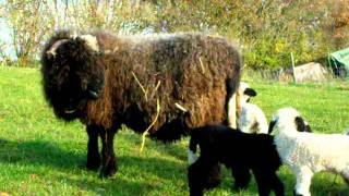 Walliser SchwarznasenValais Blacknose Sheep [upl. by Emyle]