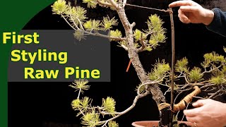 Transforming a collected Pine to a young bonsai First Styling [upl. by Heddy847]