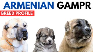 Armenian Gampr Dog Breed Profile History  Price  Traits  Armenian Gampr Dog Grooming Needs [upl. by Enyahs]