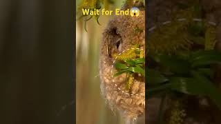 Penduline Tit how to make nest shorts viral hindi [upl. by Demmer]