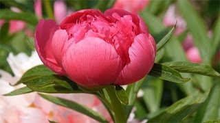 Pfingstrosen Paeonia  Impressionen [upl. by Ailedroc237]