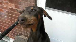 Doberman saying quotI love youquot [upl. by Gupta]