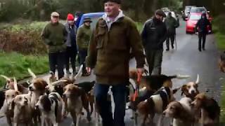 Fox Hunts on Foot with Hounds 2017 Tipperary [upl. by Adnilreb]