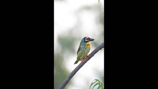 quotEvening Yawn of the Coppersmith Barbet  Natures Tranquil Momentquot [upl. by Aelat751]