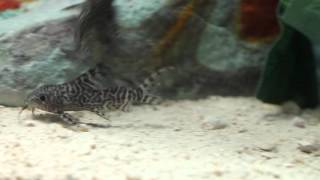 Synodontis euptera [upl. by Keung]