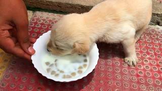 20 days old labrador puppy [upl. by Welbie]