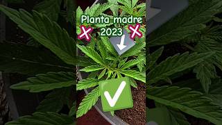 📷 Foto de planta seleccionada para obtención de clones 🌿 RocíoDeEstrellas DerechoALaSalud Cultura [upl. by Coltun561]