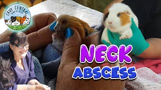 Guinea pig neck abscess  how to treat and drain and abscess with Cavy Central Guinea Pig Rescue [upl. by Anuahsed]