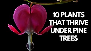 10 Plants That Thrive Under Pine Trees [upl. by Huntingdon525]