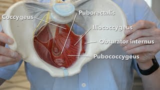 Pelvic floor muscles [upl. by Therine850]