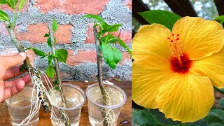 How to Grow Hibiscus in water easy and simple way  Hibiscus Propagation [upl. by Jerome]