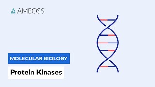 Protein Kinases Cell Signaling and Phosphorylation [upl. by Yadsnil]