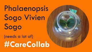 Doritaenopsis Sogo Vivien orchid CareCollab [upl. by Aicenet]