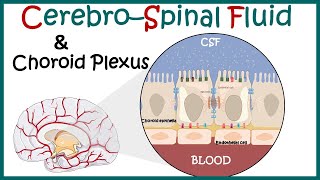 Cerebrospinal Fluid  CSF and the choroid plexus  Anatomy of Choroid plexus  function of CSF [upl. by Neirbo]