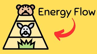 Energy flow in an ecosystem  Trophic Levels [upl. by Colby]