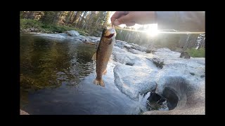 Fly Fishing Dinkey Creek  Sierra National Forest [upl. by Oine]