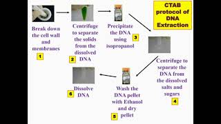 Overview Protocol CTAB DNA Extraction [upl. by Attlee]