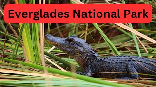 Visit Everglades National Park Virtual Tour [upl. by Neenahs31]