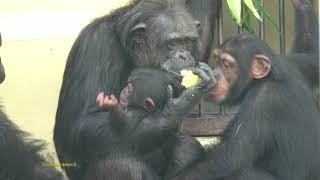 Aug 2018 Chimps at Kyoto City Zoo [upl. by Fosque]