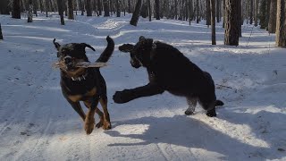 Panther amp Rottweiler Funny moments from the walk [upl. by Arama]