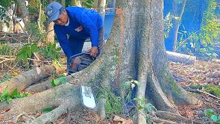 Lihat Lah Rubuh Nya Pohon Tekik Besar‼️Langsung Di Rajang Gergaji Bandsaw [upl. by Odanref]