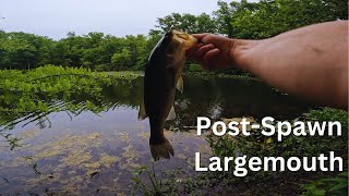 PostSpawn Largemouth Fishing [upl. by Ninos]