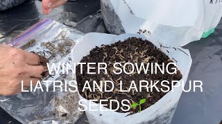 WINTER SOWING LIATRIS AND LARKSPUR SEEDS🌱🌱🌱 [upl. by Lari126]