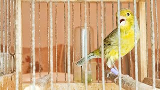 canary singing video to training canaries [upl. by Westerfield]