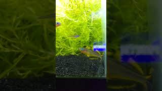 Everyones favorite The Forktail Rainbowfish fish fishbreeding rainbowfish aquarium rarefish [upl. by Jenness]