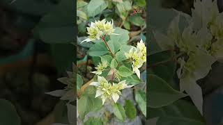 ডানিয়া হোয়াইট বাগান বিলাস ফুল shortvideo bagan bilas full flowers viral ma nursery [upl. by Hiltan]