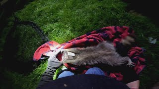 Raccoon With Jar Stuck on Head Gets Rescued [upl. by Graehme]