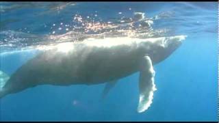 Humpback Whale Calf HD [upl. by Eeroc625]