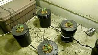 COOP Recirculating DWC Mother Plant System [upl. by Odraccir]