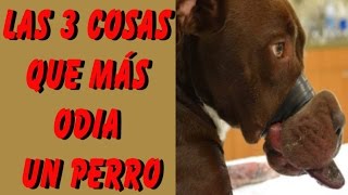 Las 3 Cosas que Más Odia tu Perro y que probablemente le has hecho [upl. by Nudnarb140]