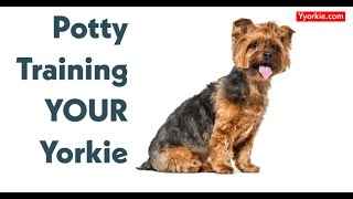 How Long Does It Take To Potty Train A Yorkie It May Take Longer Than You Think [upl. by Amor]