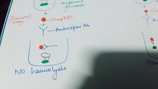 Complement Fixation test CFT [upl. by Balduin]