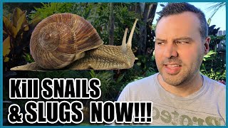 How to Get Rid of SLUGS amp SNAILS [upl. by Winn]