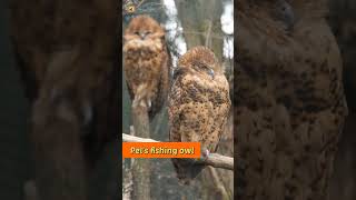 Pels fishing owl sound 🧡 [upl. by Jacobson]