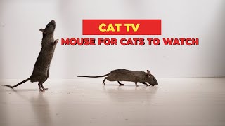 MICE FOR CAT TO WATCH  Mouse Sounds  Mice Squeaking Sounds Compilation 🐀 3 HOURS [upl. by Walls]