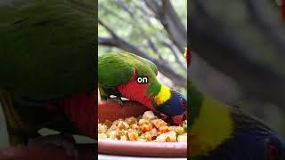 Why King Parrots Are the Most Colorful Birds in Australia [upl. by Bram]