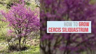 Cercis siliquastrum Growing Guide Judas Tree by GardenersHQ [upl. by Notsyrb]