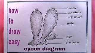 how to draw sycon diagram easy [upl. by Sharon]