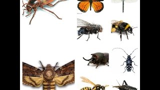 Insect Sounds Compilation 19 insects [upl. by Atekahs]