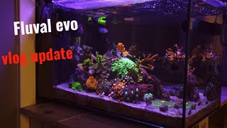 Fluval evo 135 mixed reef update new coral [upl. by Jennee]